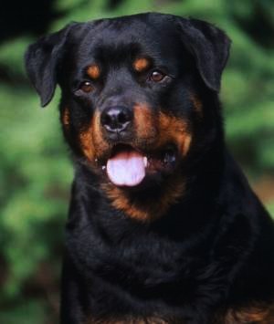 Multi V-1, Sieger, Multi BISS Am/Can Ch Yngo van het Dornedal Am/Can CDX, Am/Can TD, SchHIII, FH, BST, BH, TT, CGC