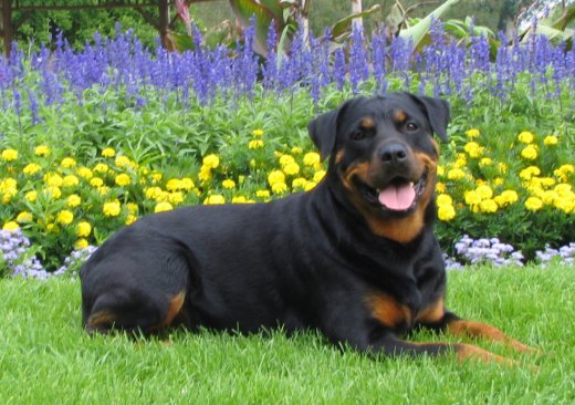 Esmond Rottweilers - V-1 Multi BOSS Am/Can/UKC Ch Esmonds Iza One 