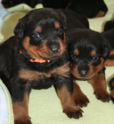 Orange Boy & Black Boy