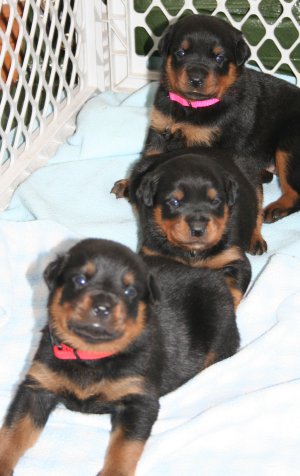 From front to back... Red Boy, Turquoise Girl, Pink Girl