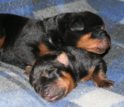 Navy Boy (Bottom) & Black Boy (Top)