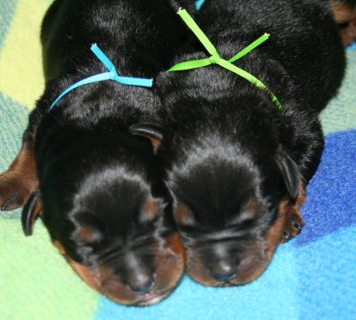 Miss Turquoise & Mr. Lime