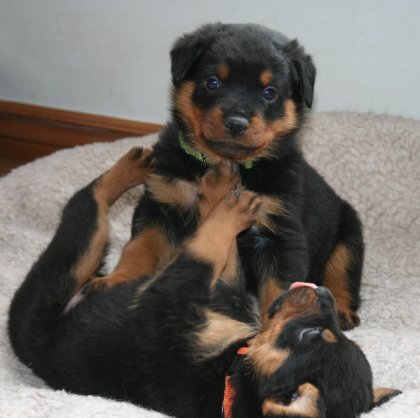 Mr. Lime & Mr. Orange