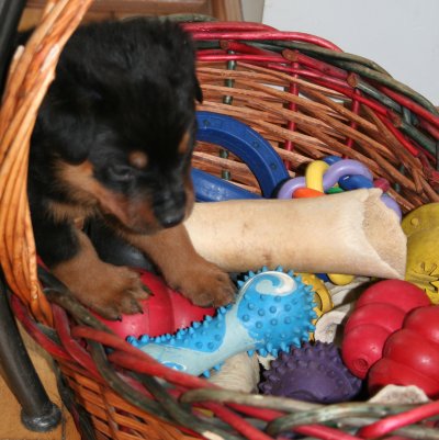 Jackpot!!!  Miss Lavendar finds the toybox first!