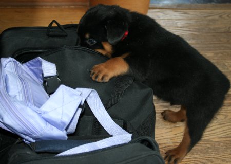 Red Boy checks out Haley's bag!