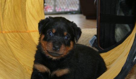 Purple Boy loves the tunnel!