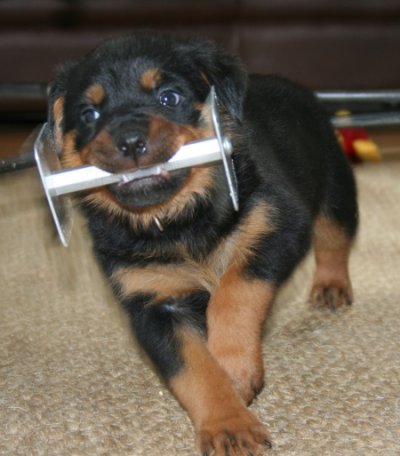 Lavendar Girl... This is easy!  What next???