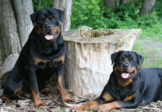 Richter (left) and Nova (right)